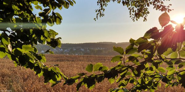 Blick vom Schonlau auf Altenheerse