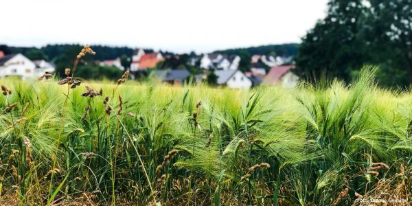 Blick auf Altenheerse im Frühjahr